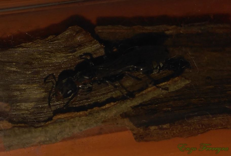 Pseudomyrmex sp.