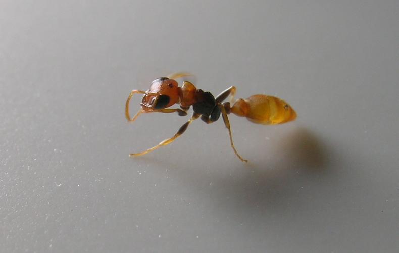 pseudomyrmex  sp
