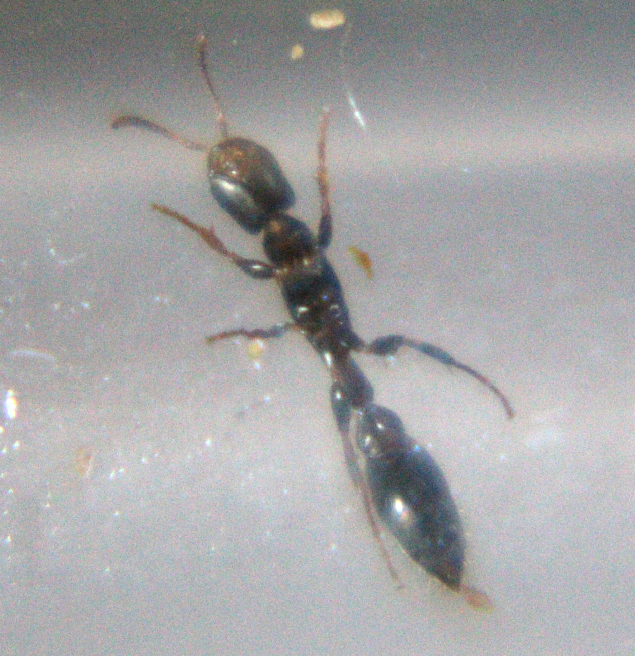 Pseudomyrmex 002