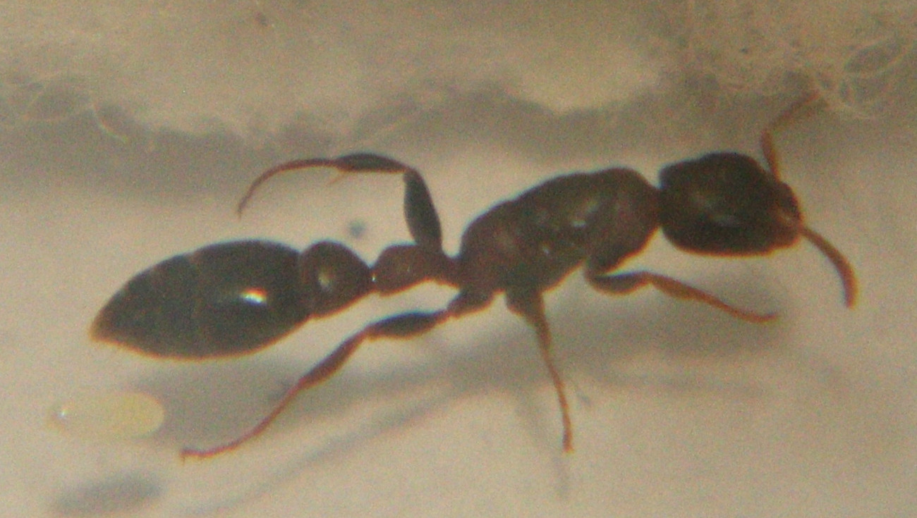 Pseudomyrmex 006
