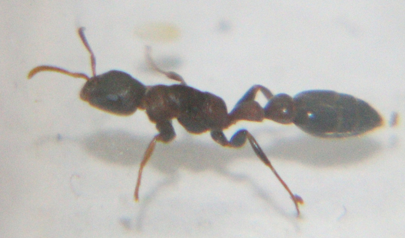 Pseudomyrmex 007