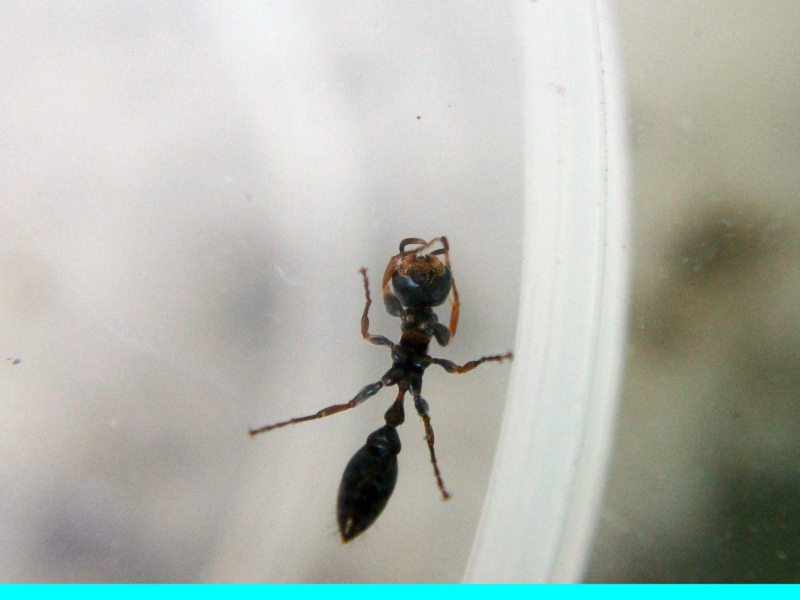 Pseudomyrmex_6_Ene_18