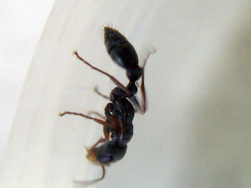 Pseudomyrmex_6_Ene_18_2