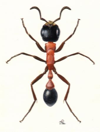 Pseudomyrmexter