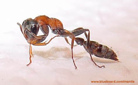Pseudomyrmex gracilis en Costa Rica