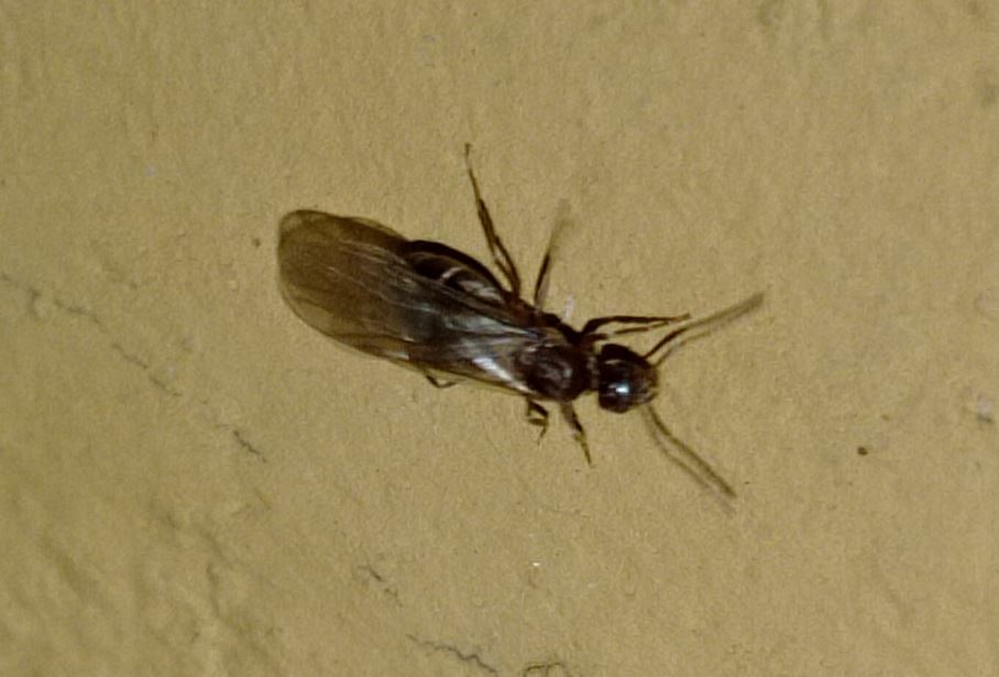 Nylanderia fulva