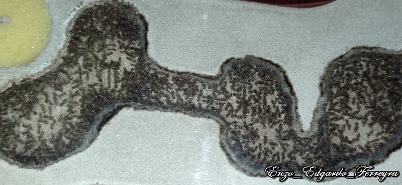 Nylanderia fulva