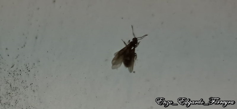 Nylanderia fulva