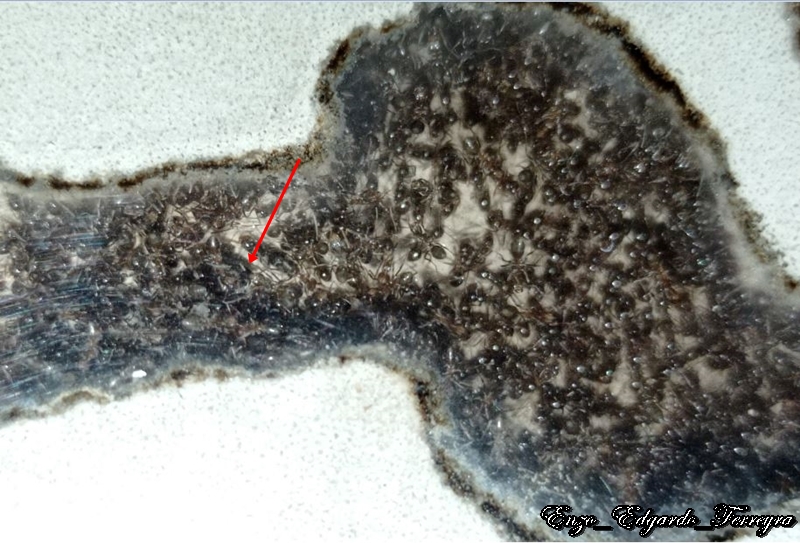 Nylanderia fulva