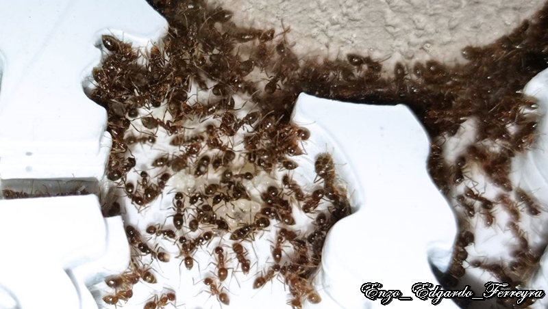 Nylanderia fulva