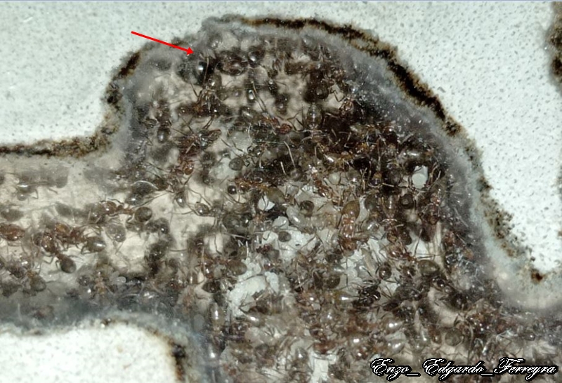 Nylanderia fulva