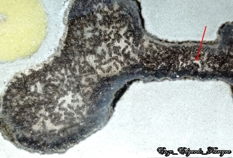 Nylanderia fulva