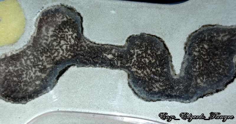 Nylanderia fulva