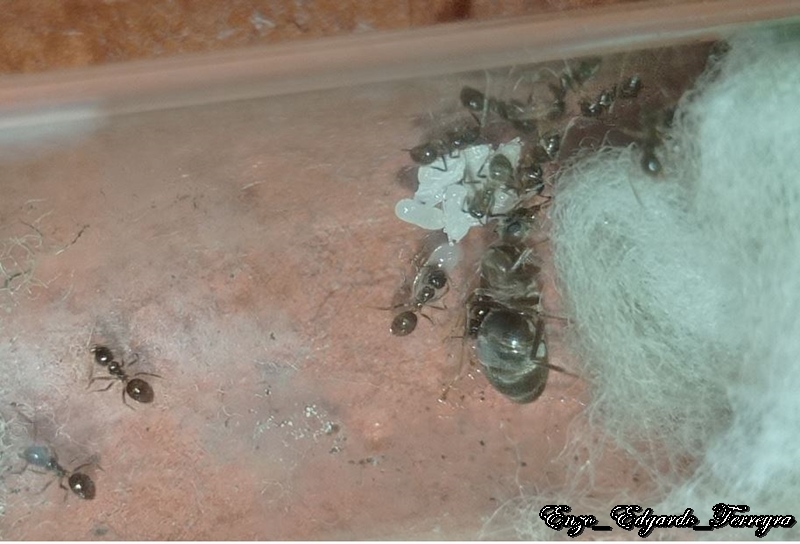 Nylanderia fulva