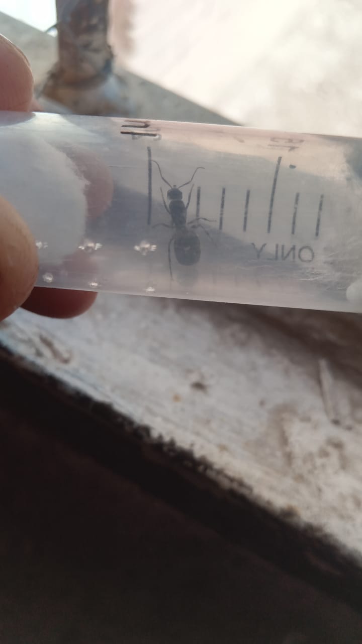Reina Camponotus Mus