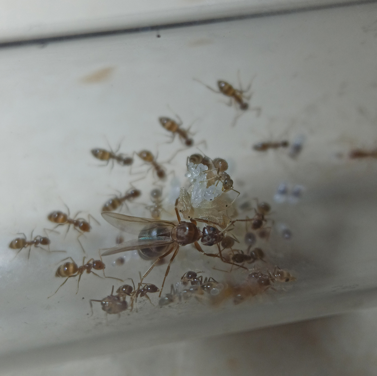 Nylanderia fulva - 26/10/20