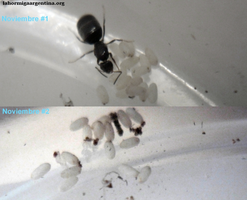 Noviembre Brachymyrmex #1 y #2 Dic 2014.