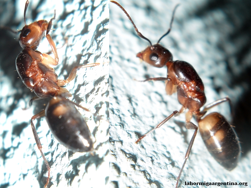 Reina Camponotus substitutus