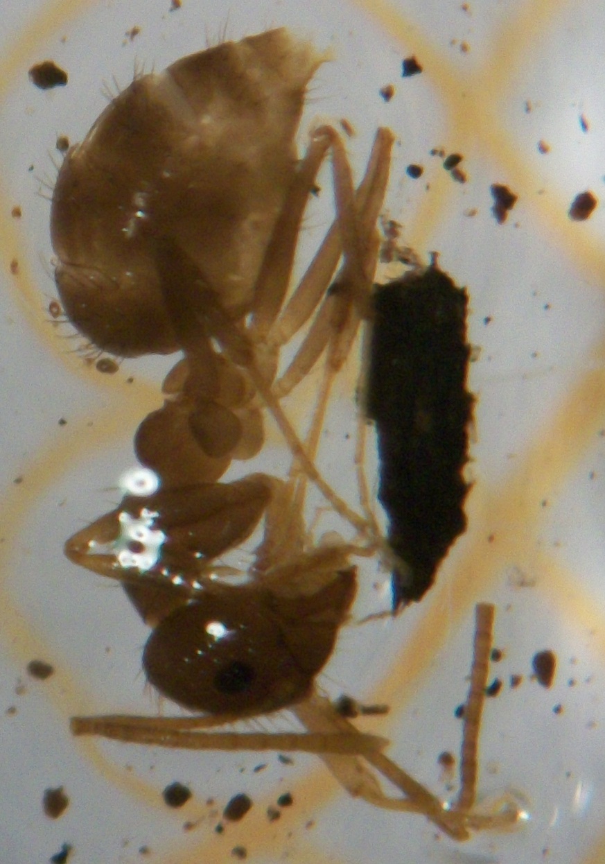 A identificar