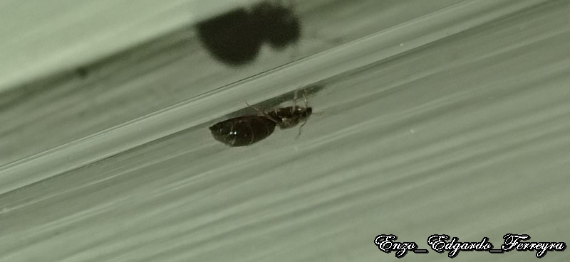 Brachymyrmex sp.