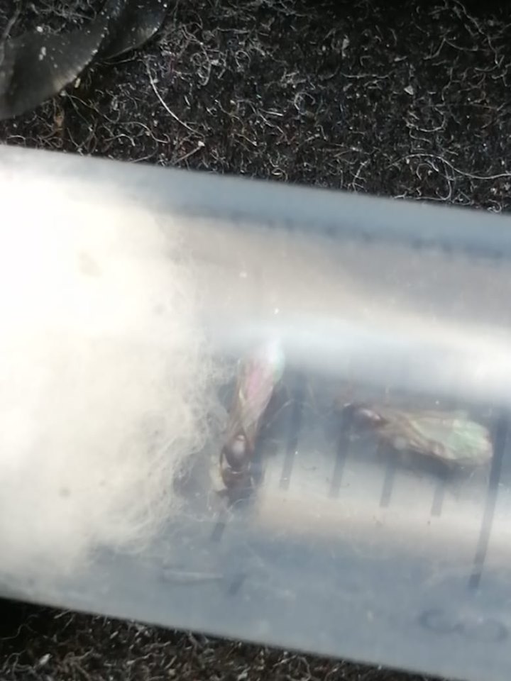 brachymyrmex 3