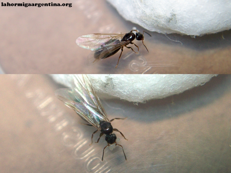 Brachymyrmex_15_Feb_18
