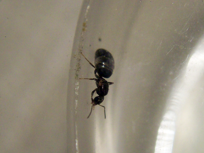 Brachymyrmex_26_Dic_17_1