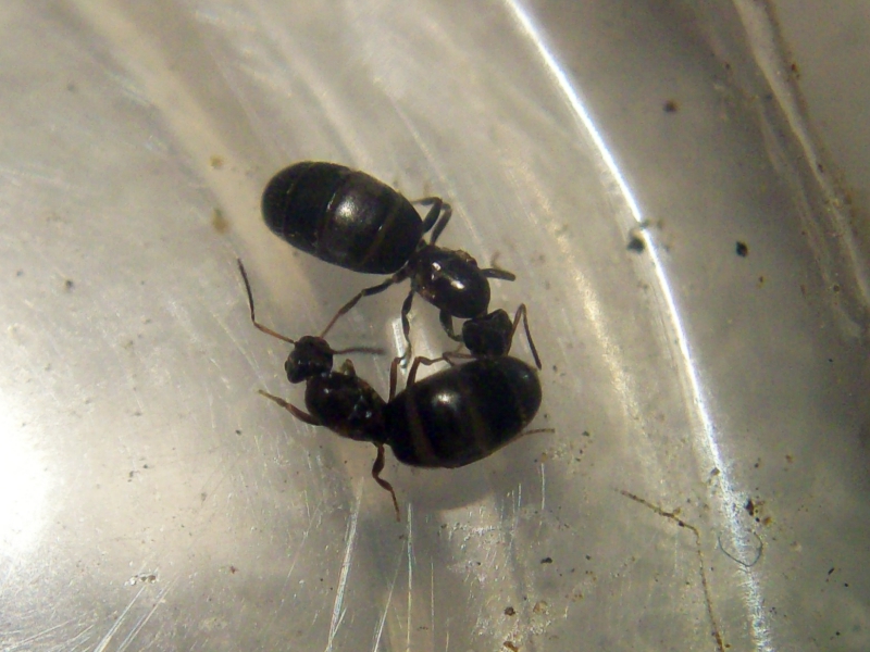 Brachymyrmex_26_Dic_17_2