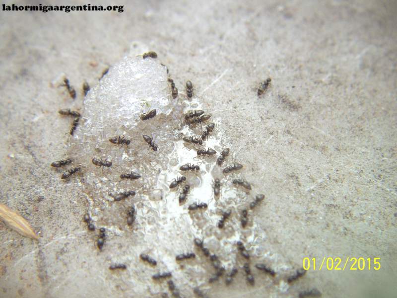 Brachymyrmex_17_Sep