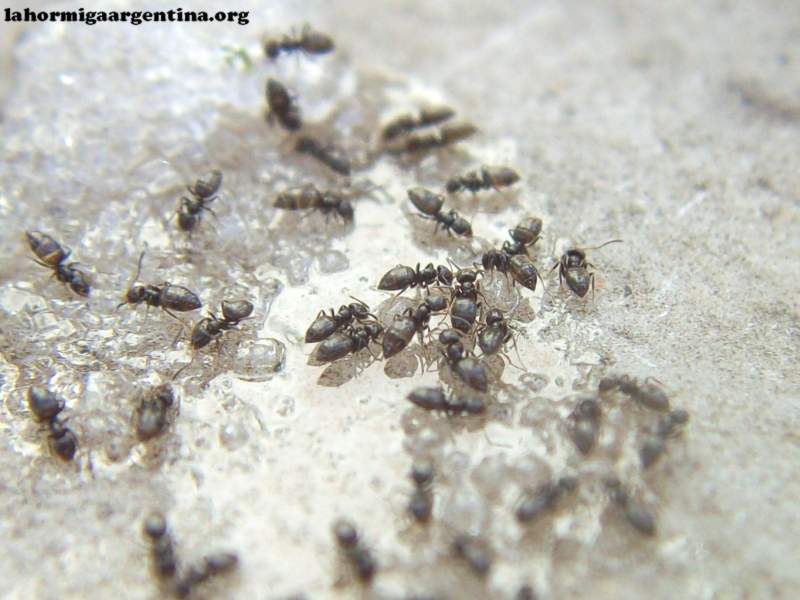 Brachymyrmex_17_Sep_2