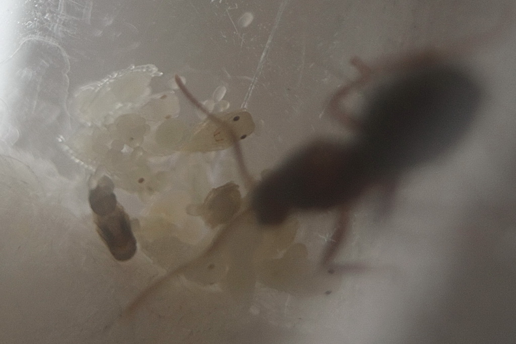 Reina Brachymyrmex con ninfas