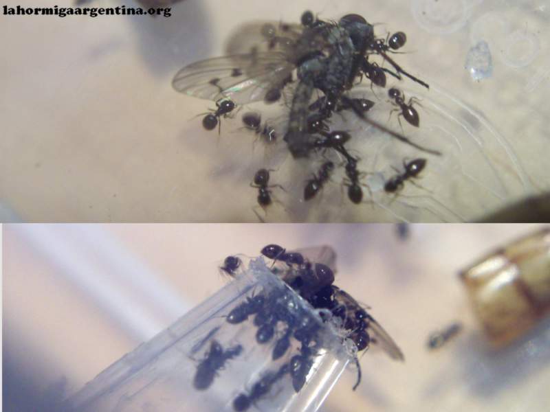 Brachymyrmex (Noviembre 1)_15_Sep