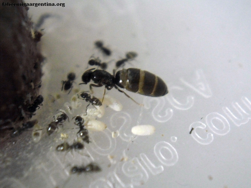Noviembre Brachymyrmex #1 5 Enero 2015