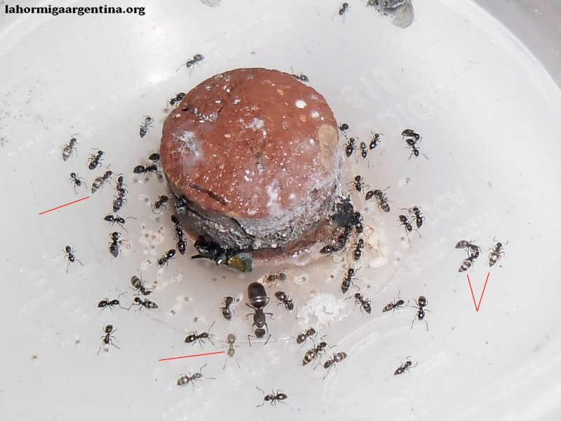 Brachymyrmex (Noviembre2 24 Feb 15)