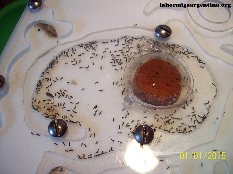 Brachymyrmex (Noviembre 7 Oct)_1