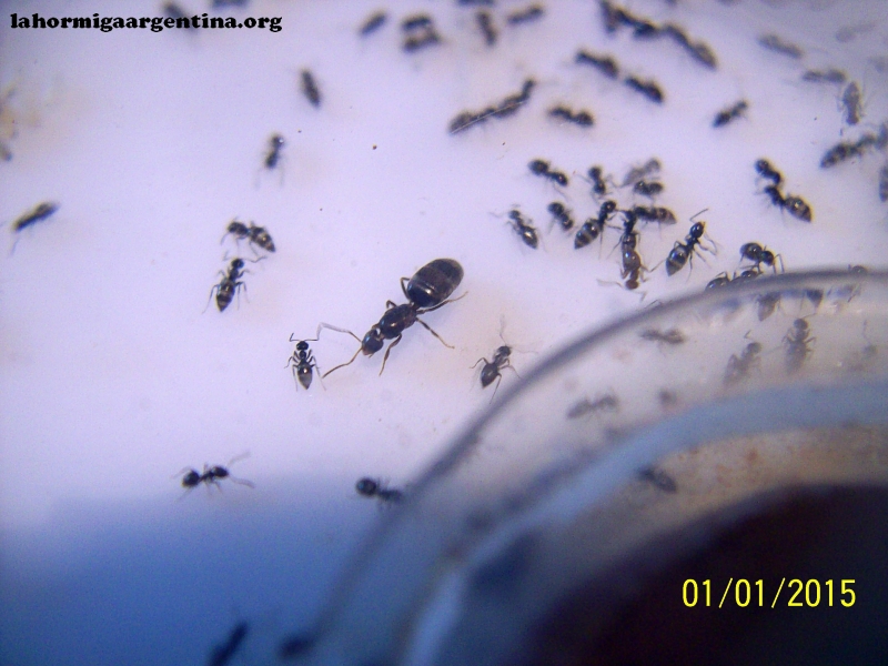 Brachymyrmex (Noviembre 7 Oct)_2