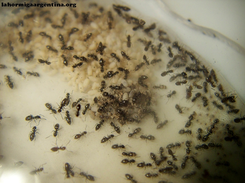 Plagiolepis 5 Dic_3