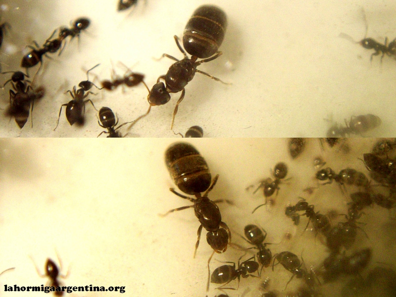 Plagiolepis 5 Dic_7