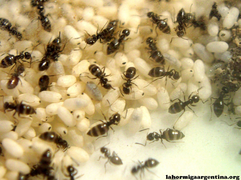 Plagiolepis 5 Dic_8