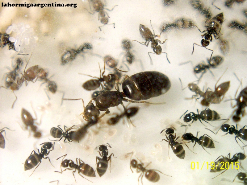 Brachymyrmex_6_Nov_4