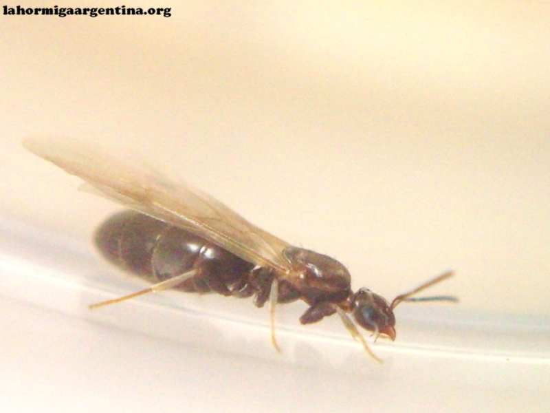 Brachymyrmex_14_Nov_16_1