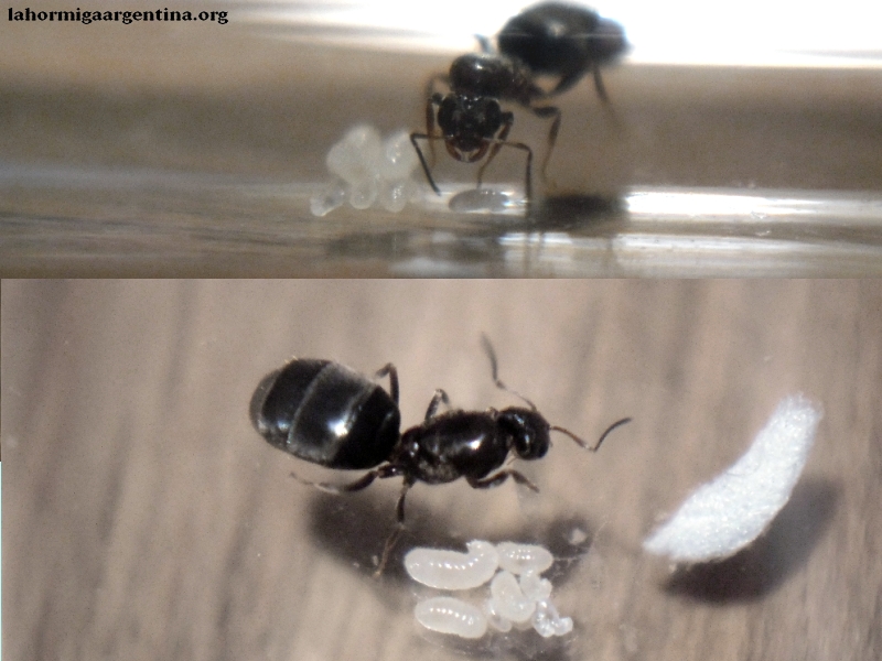 Victoria Brachymyrmex 23 Nov 2014