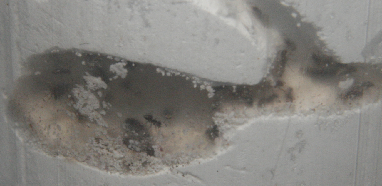 Brachymyrmex Sp.