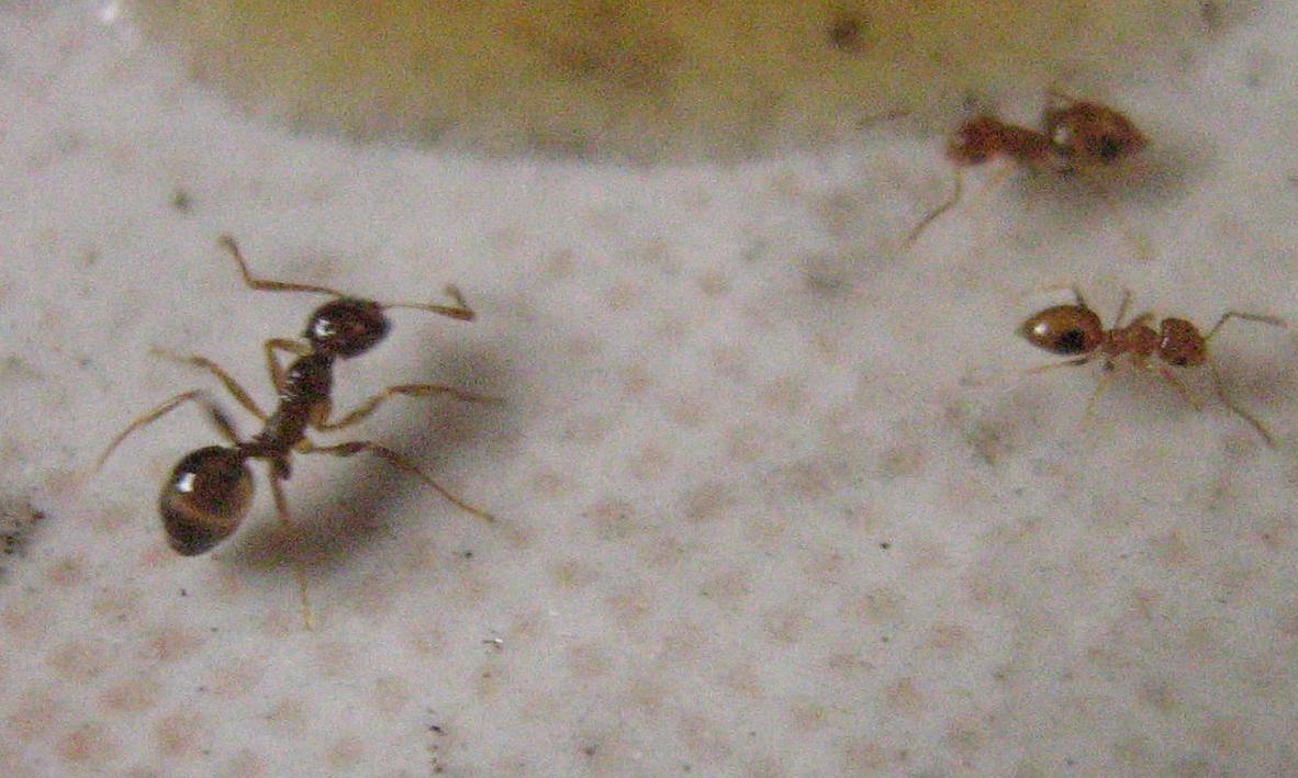 brachy-pheidole