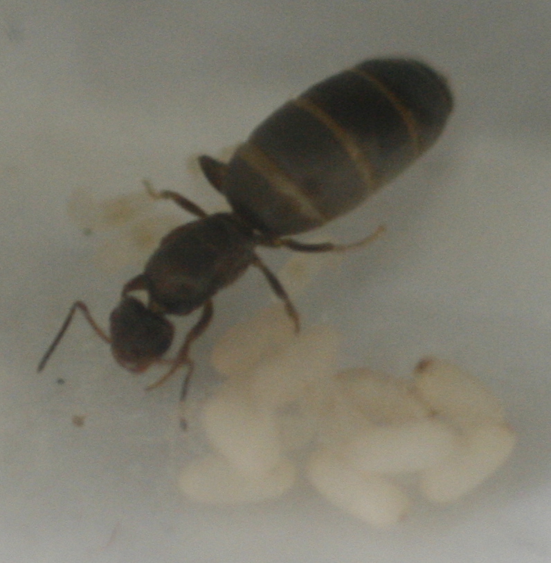 Brachymyrmex Sp.