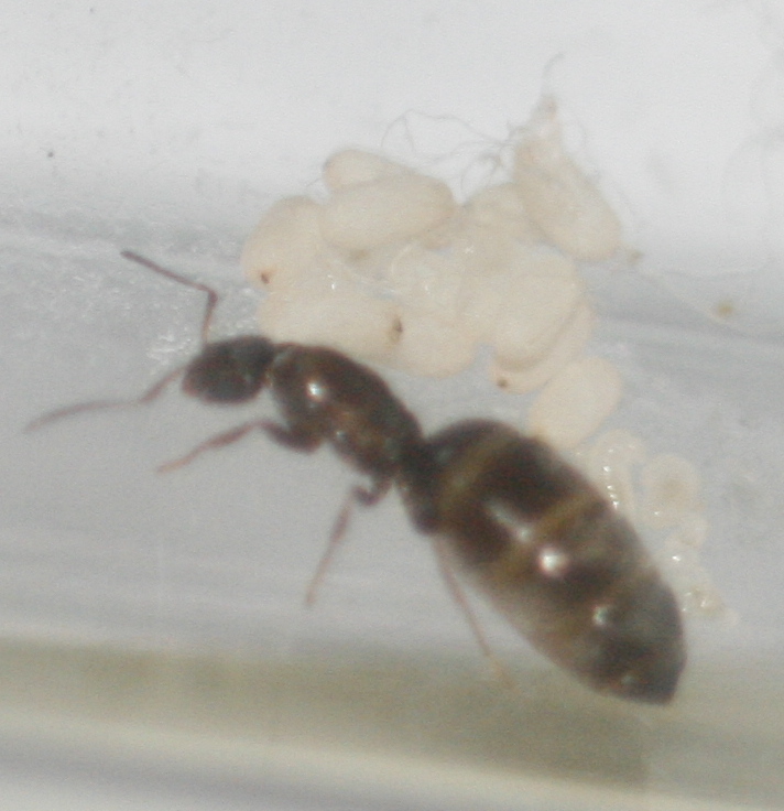 Brachymyrmex Sp.