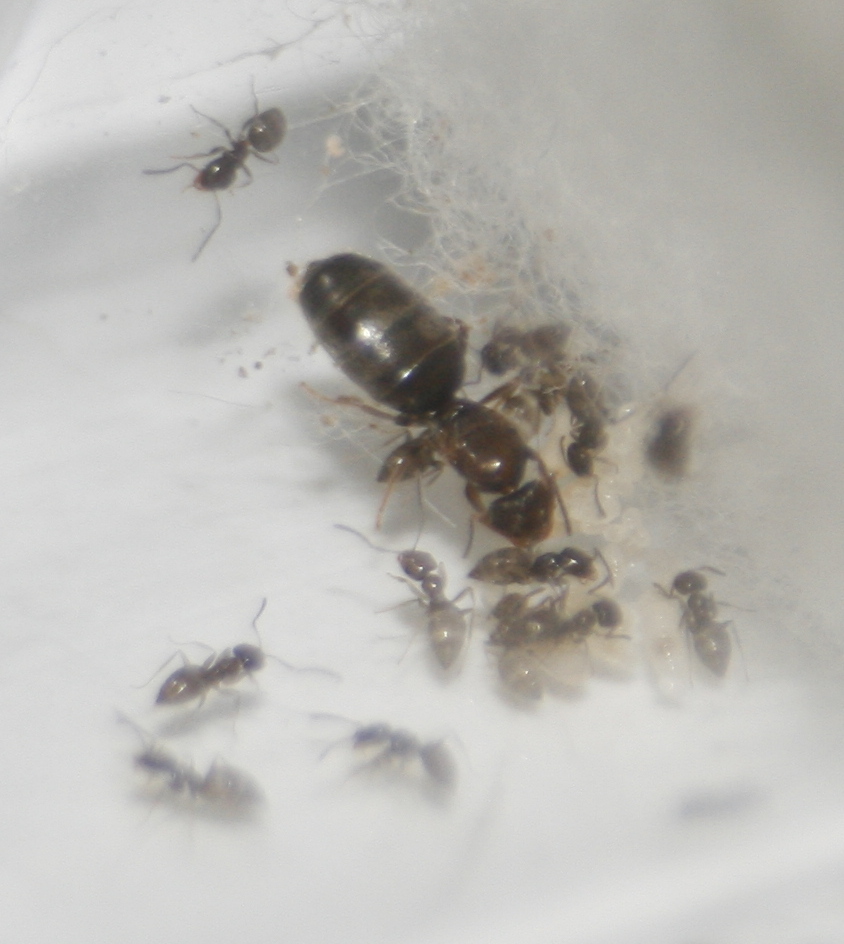 Brachymyrmex Sp.