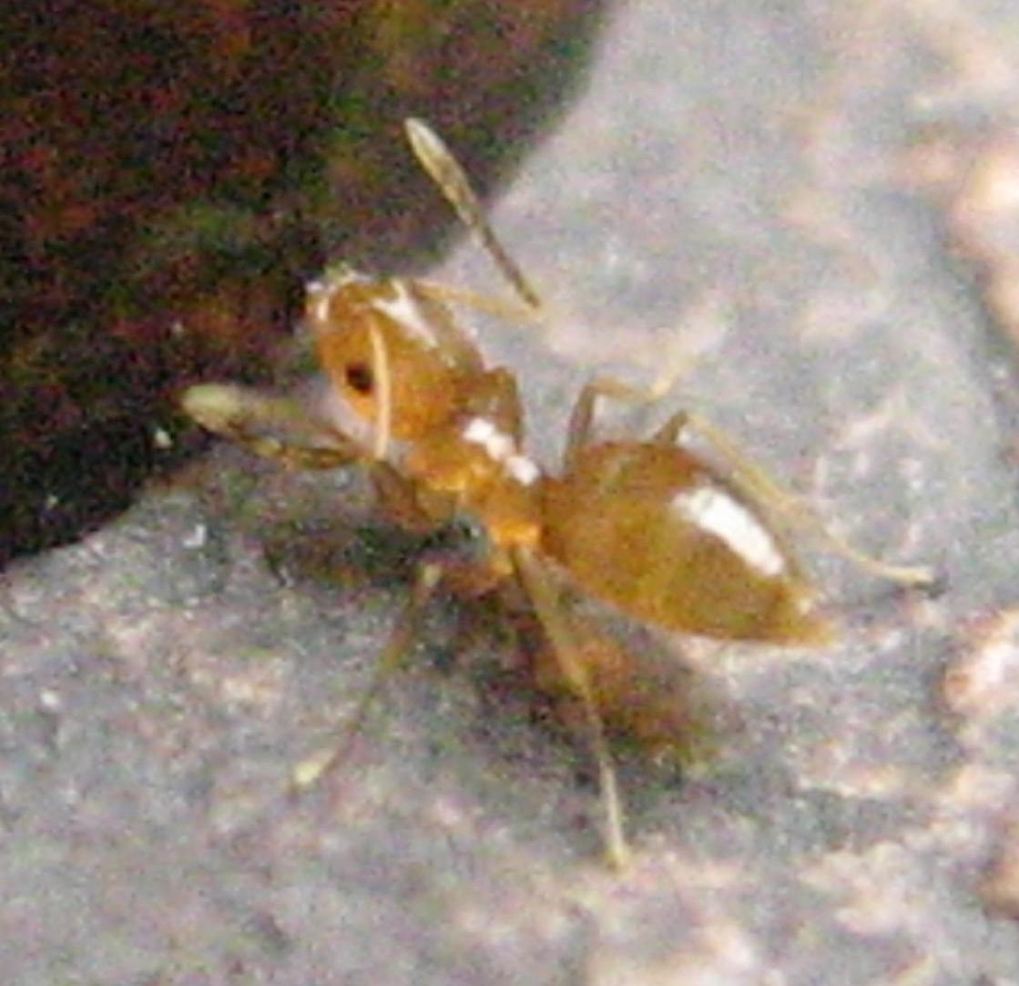 brachymyrmex