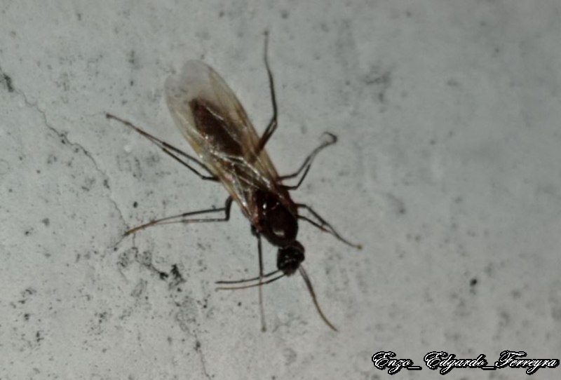 Camponotus sp.