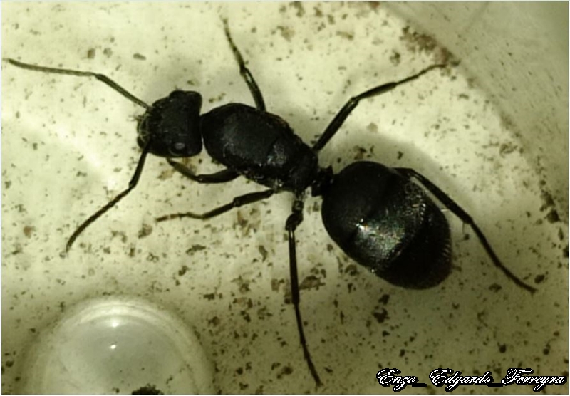 Camponotus mus